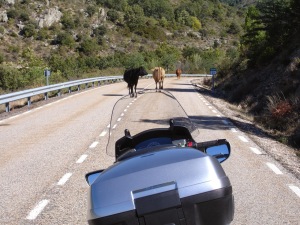 Vacas sueltas en la CM-1006 (Veguillas-Galve de Sorbe). El ganado es fundamental pero la seguridad vial debería ser una prioridad. Ambas cosas no son incompatibles. // Foto: Blog Siempre sobre Ruedas