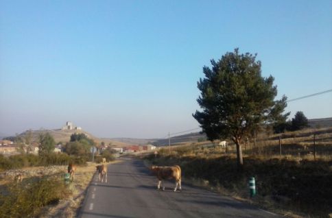 Rebaño de vacas cruzando la carretera entre Galve de Sorbe y Condemios de Arriba. Es una escena habitual cada día, a pleno sol y por la noche. // Foto: R.G.